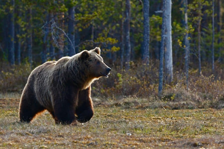 brown bear in forest sp